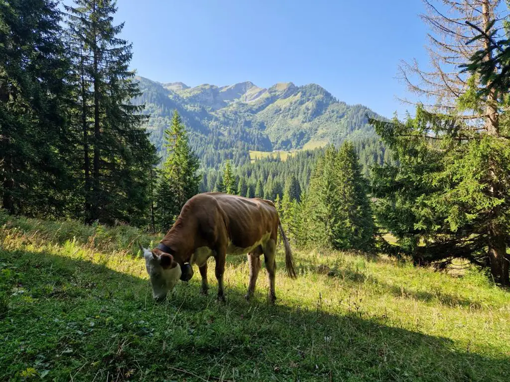 Vaches dans un alpage fleuri. Vaches paissant dans un alpage fleuri en Suisse, avec montagnes en arrière-plan.